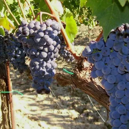 Cordella In Wine Resort