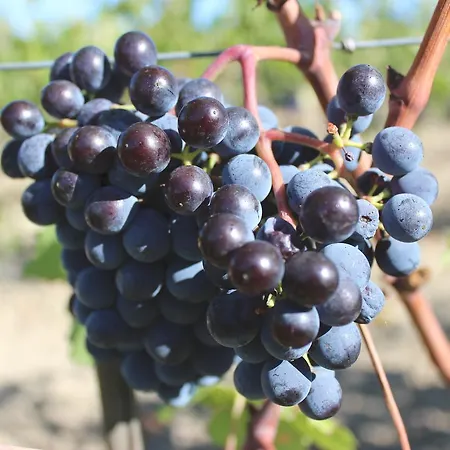 Rezort Cordella In Wine Montalcino